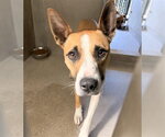 Small Bull Terrier Mix