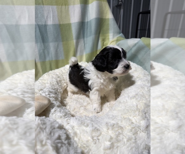 Medium Photo #3 Havapoo Puppy For Sale in GUTHRIE, KY, USA