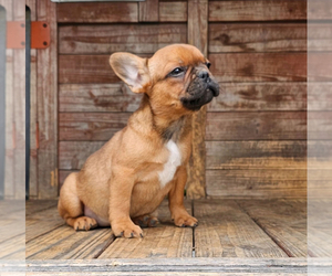 French Bulldog Puppy for sale in SACRAMENTO, CA, USA