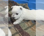 Small #3 West Highland White Terrier