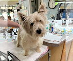 Bottoms Up (NOT YET AVAILABLE) - Male Mutt Dog for Adoption - Small photo