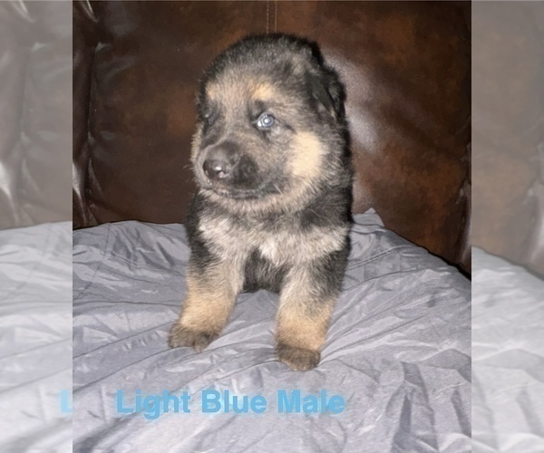Medium Photo #22 German Shepherd Dog Puppy For Sale in SUMPTER TWP, MI, USA