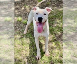 American Pit Bull Terrier Dogs for adoption in Conroe, TX, USA