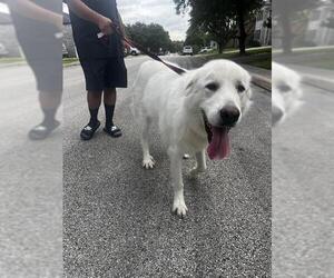 Great Pyrenees-Unknown Mix Dogs for adoption in San Antonio, TX, USA