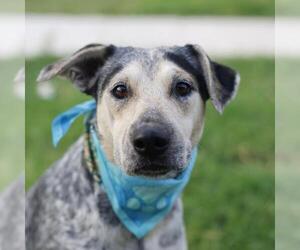 Mutt Dogs for adoption in San Antonio, TX, USA