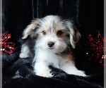 Small #3 Morkie