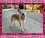Small American Pit Bull Terrier