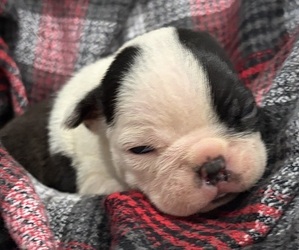 Boston Terrier Puppy for sale in HICKORY, NC, USA