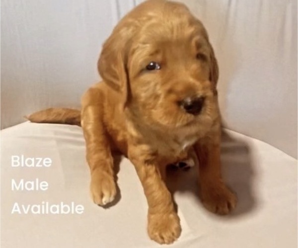 Medium Photo #1 Goldendoodle Puppy For Sale in BREA, CA, USA