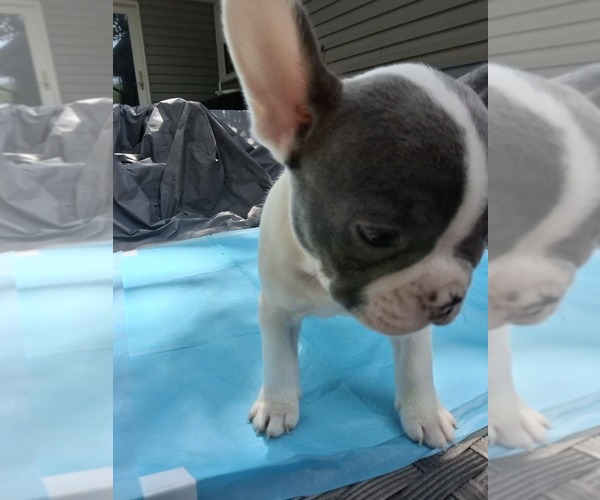 Medium Photo #21 French Bulldog Puppy For Sale in ASHLAND, OH, USA