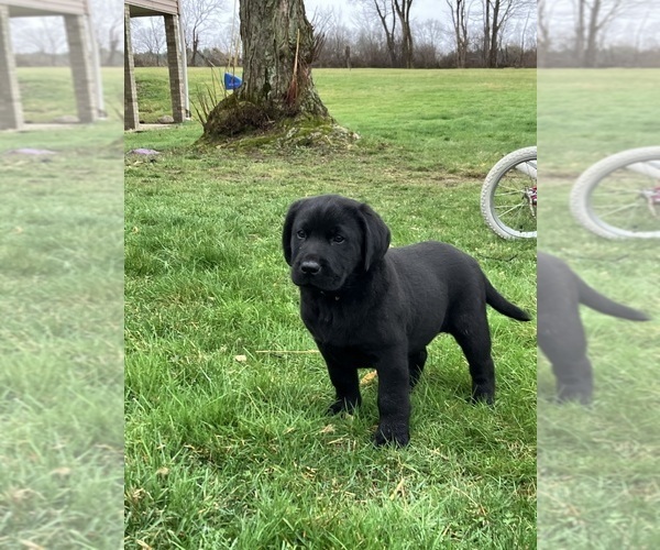 Medium Photo #1 Labsky Puppy For Sale in CANFIELD, OH, USA