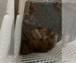 Small Photo #12 Golden Retriever Puppy For Sale in ALIQUIPPA, PA, USA
