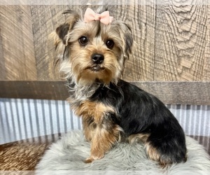 Yorkshire Terrier Puppy for sale in NAPPANEE, IN, USA