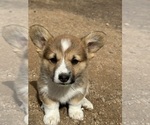 Puppy Red male Pembroke Welsh Corgi