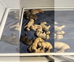Cane Corso Puppy for Sale in BUFFALO, New York USA