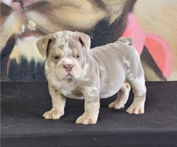 Medium Photo #16 English Bulldog Puppy For Sale in DALLAS, TX, USA