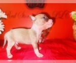 Small #1 American Pit Bull Terrier