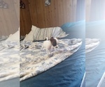 Small Photo #10 Chihuahua Puppy For Sale in SHALLOTTE, NC, USA