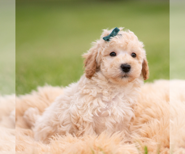 Medium Photo #5 Goldendoodle (Miniature) Puppy For Sale in WARSAW, IN, USA