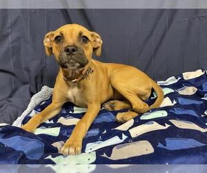 Boxer-Unknown Mix Dogs for adoption in Modesto, CA, USA
