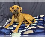 Small Boxer Mix