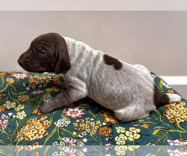 Medium Photo #1 German Shorthaired Pointer Puppy For Sale in WOODLAND PARK, CO, USA