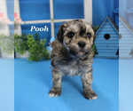 Small #9 Poodle (Toy)
