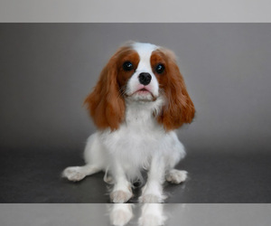 Cavalier King Charles Spaniel Puppy for Sale in Nagycenk, Gyor-Moson-Sopron Hungary