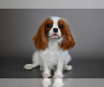 Small Cavalier King Charles Spaniel
