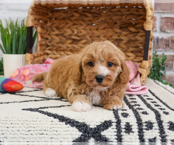 Medium Photo #7 Cavapoo (Miniature) Puppy For Sale in SYRACUSE, IN, USA