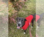 Small #1 Plott Hound Mix