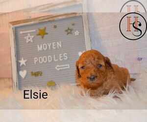 Poodle (Miniature) Puppy for sale in NORTH ADAMS, MI, USA
