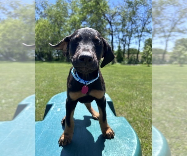 Medium Photo #7 Doberman Pinscher Puppy For Sale in BROOKFIELD, MO, USA