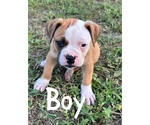 Small Photo #4 American Bulldog Puppy For Sale in BROOKLET, GA, USA