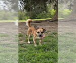 Small #1 Chi-Corgi