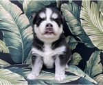 Small Photo #5 Pomsky Puppy For Sale in WINDERMERE, FL, USA