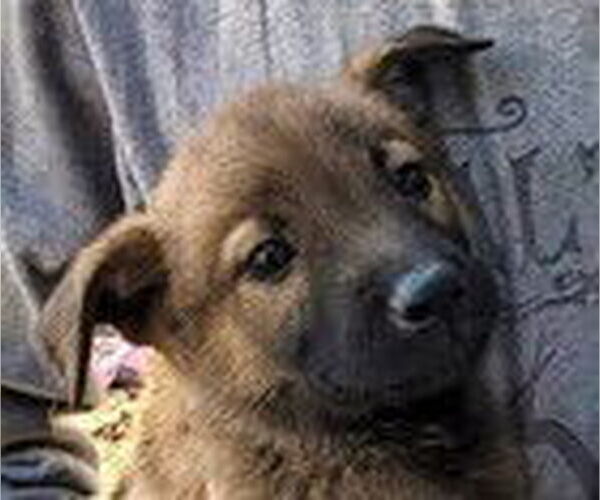 Medium Photo #2 German Shepherd Dog-Unknown Mix Puppy For Sale in Fremont, CA, USA