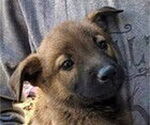 Small #1 German Shepherd Dog Mix