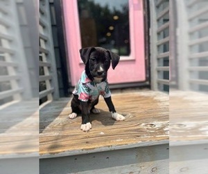 American Pit Bull Terrier-Unknown Mix Dogs for adoption in Derwood, MD, USA