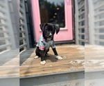 Small American Pit Bull Terrier Mix