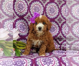 Cavapoo-Poodle (Miniature) Mix Puppy for sale in NEW PROVIDENCE, PA, USA