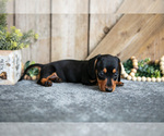Small #1 Dachshund