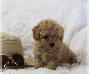Poodle (Miniature) Puppy for sale in APPLE CREEK, OH, USA