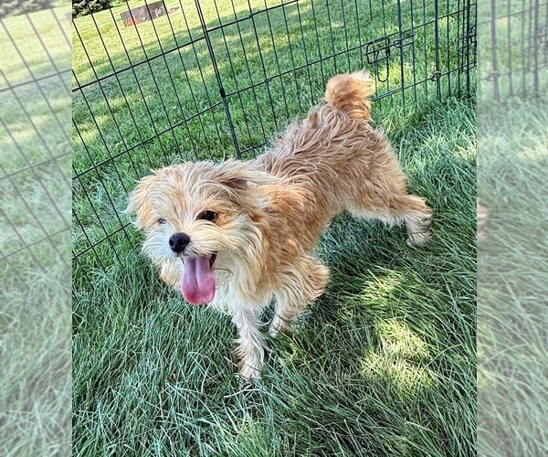 Medium Photo #3 Morkie Puppy For Sale in ROCK VALLEY, IA, USA