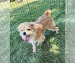 Small #2 Morkie