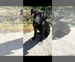 Small #1 Labrador Retriever Mix