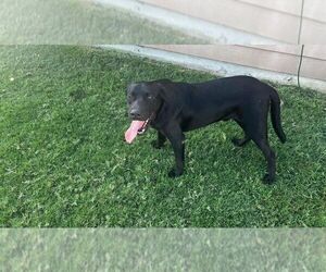 Labrador Retriever Puppy for sale in WYLIE, TX, USA