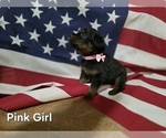 Small #2 Rottweiler