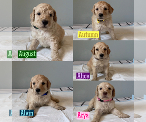 Poodle (Standard) Puppy for sale in EXETER, CA, USA