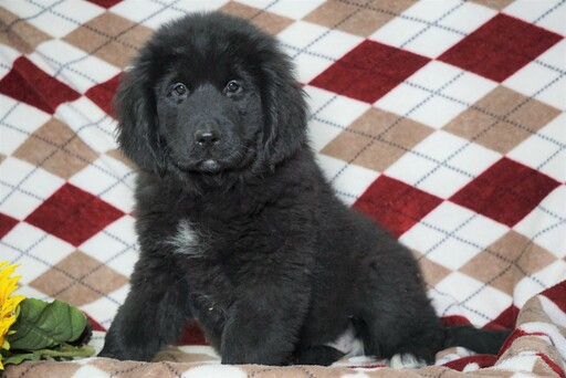 Medium Photo #2 Newfoundland Puppy For Sale in FREDERICKSBG, OH, USA